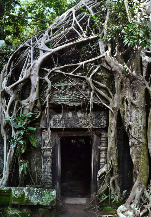 XXX travelthisworld:  Ta Prohm Angkor Wat, Siem photo