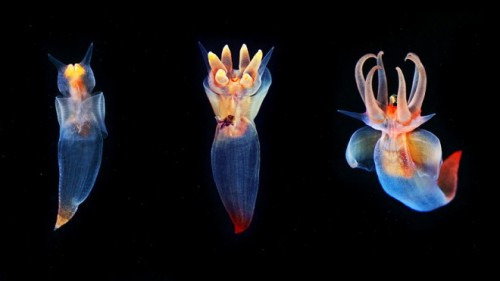 errlgrey:Clione limacina, the Sea Angel, is a free-swimming mollusk that ditched its shell and repla