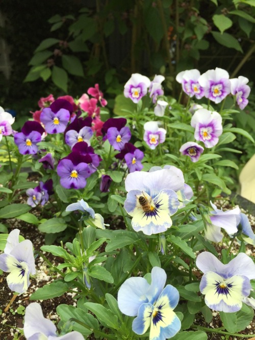 5-and-a-half-acres:A bee giving a pansy a kiss.