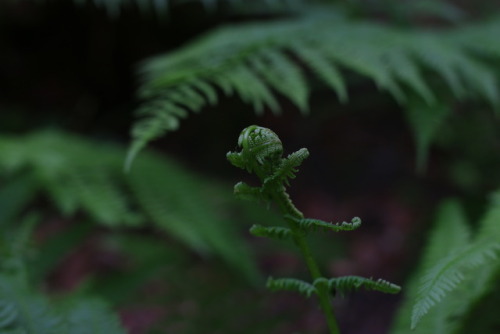 90377:Ferns at the forest.tumblr | Instagram | Etsy Shop