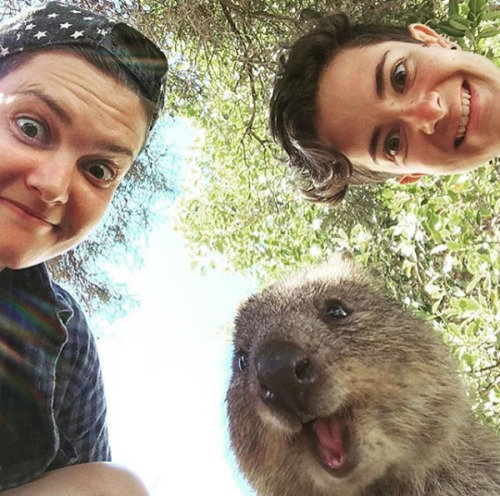 wtbw:  (via It’s Impossible to be Grumpy After You See These Quokka Pics - Neatorama) 