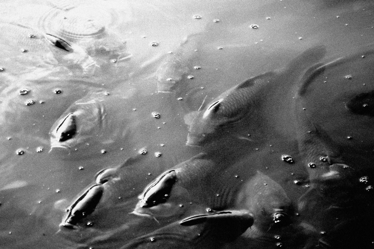 optichron: Kyoto, Japan | 2008 | © Mitch Cullin Portfolio site: http://www.mcullin.com/Read