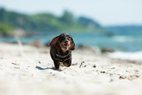 hounddogsrunning:Lukas at the beach
