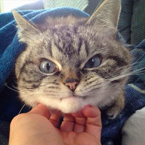 lackadaisycats:  chubbychummy:  lackadaisycats - is this Rocky?  People keep submitting pictures of this cat to my blog.His little fangs are killing me.   It’s a good cat.