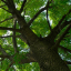 treehousefellowship