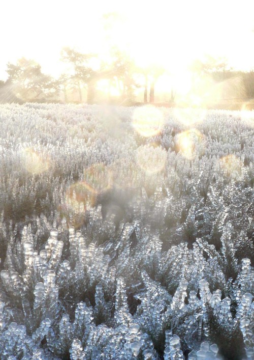 lensblr-network: Sunrise On Ice FieldWatsonville, California photo by Eileen Kitayama 2015  (ei