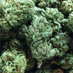 weedporndaily:  We can’t help but lose our minds with this cut of #ZombieOG! This #strain is 