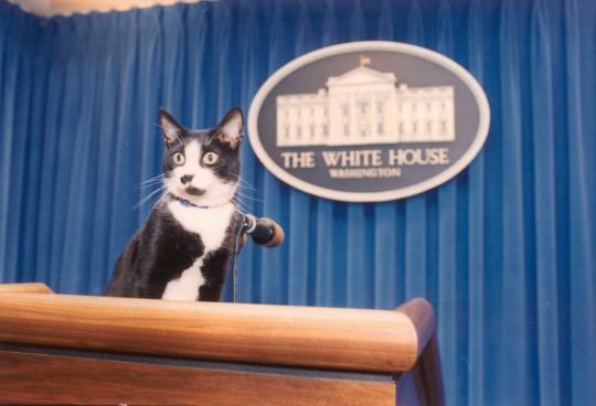 bedeliadumaurier:  noamchimpsky:  bedeliadumaurier:  i hope the clintons get a cat