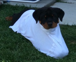 pafetto:  T-shirt dog