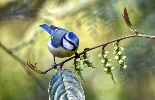When mammals breathe, air flows back and forth inside our lungs. But in birds that inhale and exhale