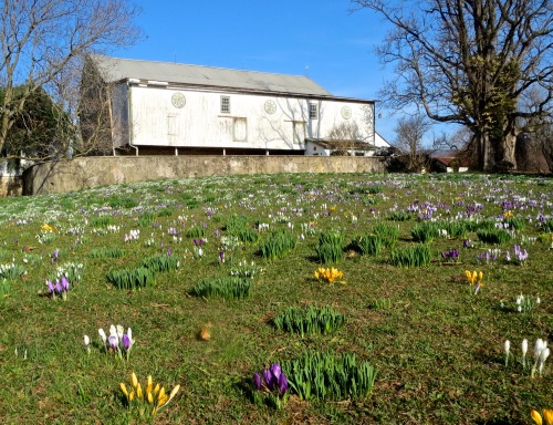 Springtime in Lenhartsville. Just wait until those daffodills bloom!