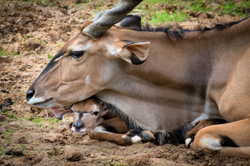Giant Eland (Taurotragus derbianus)