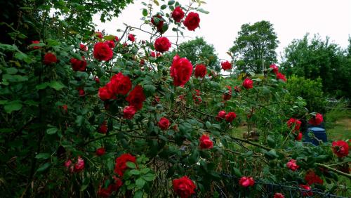 Red Roses.