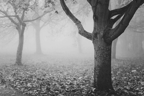 emissarium:  by MMortAH on Flickr. 