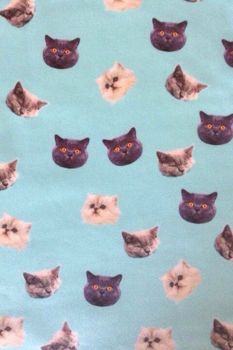 Hello~Meow