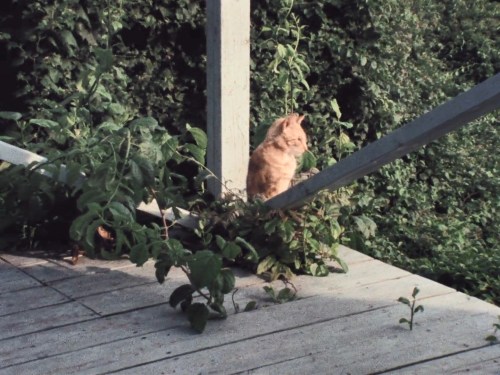 marina-tsvetaeva:Cats featured in Grey Gardens (1975)