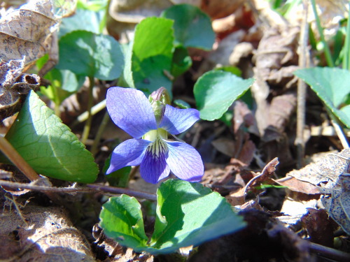 It’s getting to that time of the year when the spring violets will soon be showing up. The common bl