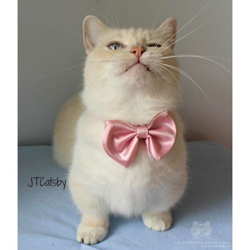 catsofinstagram:  From @otisandjr: “Say CHEESE!!! 😺❤️ #JTCatsby ❤️” #catsofinstagram [source: http://ift.tt/2nPsLj3 ]