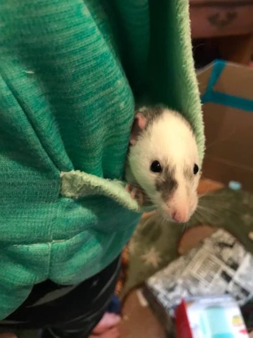 Rosie with Punk Rebel Rat (left) and Doodle (right), plus a bonus pocket-Doodle. 