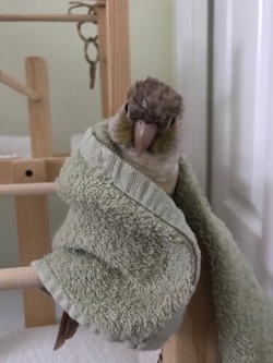 cinnamonbirbs:  Wet towel boi