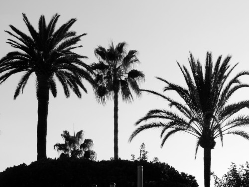 Palmiers, Antibes, Côte d'azur, Alpes maritimes, 2017.