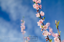 morethanphotography:  Peach tree in Cieza - Spain by PAkDocK 