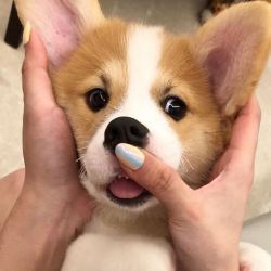 atraversso:   Donut The Corgi 🍩 