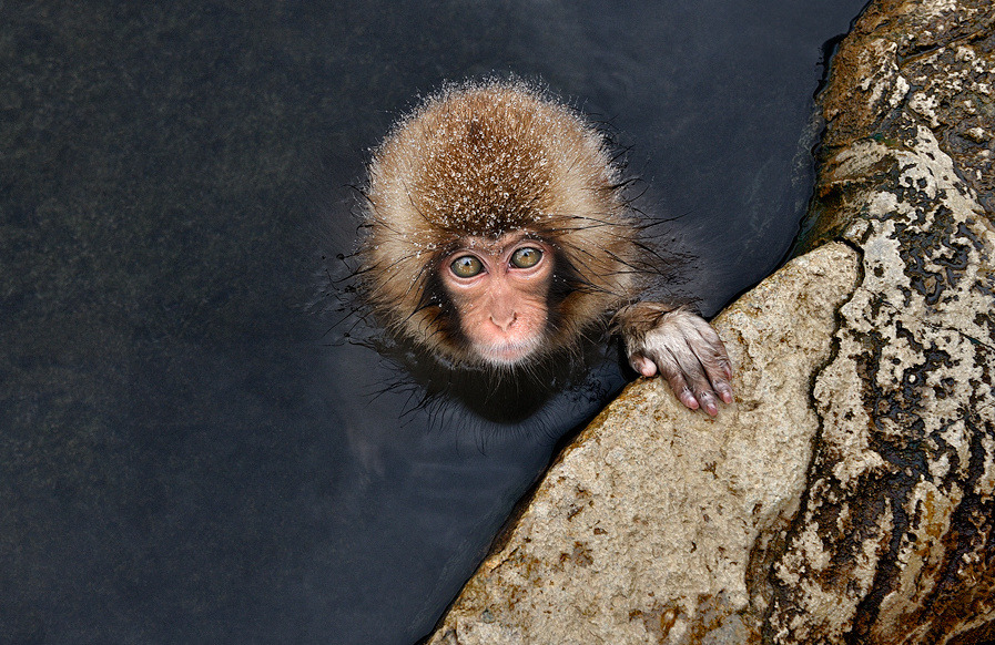 Little Guy - By Marsel van Oosten