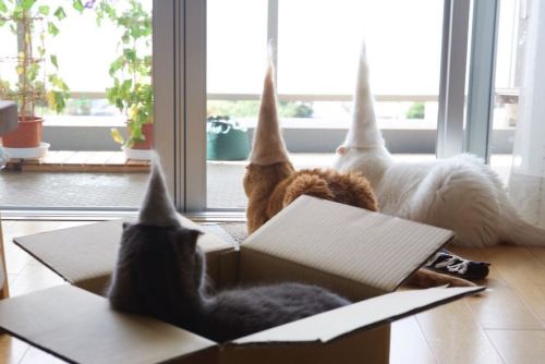 cuteanimals-only: Cats in hats made from their own hair by Japanese photographer Ryo Yamazaki