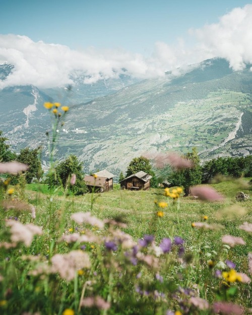 floralls: Switzerland by Marco Schnyder