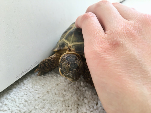Shell skritches from Mom are nice, I guess, but do you know what would be even nicer?  Noms in Mom’s