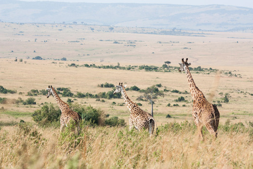 Maasai Mara, Narok, Kenya.Photo by Ross Merritt.