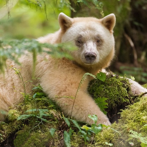 wildlife-nature-photo: Bear in British Columbia