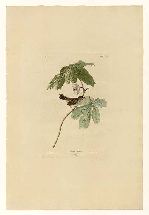 Plate 64 Swamp Sparrow, John James Audubon