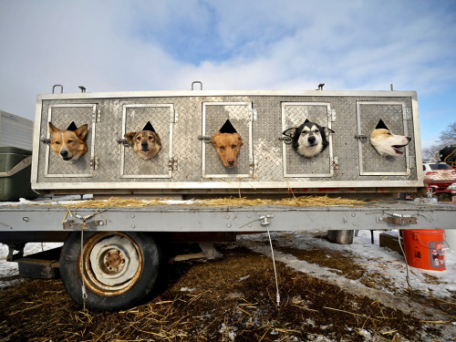 It’s off to the Iditarod races for these pups in downtown Anchorage. The Iditarod Trail Sled D