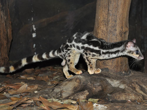 spacexcamp:  deermary:  The Banded Linsang (Prionodon linsang), or “tiger-civet”,