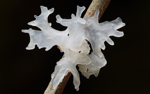 coolthingoftheday:  You guys seem to love my posts about mushrooms and fungus, so here are some more. Alas, I couldn’t find the common name for them, so I had to post the scientific names for some of them.  1. Marasmius haematocephalus 2. Panus