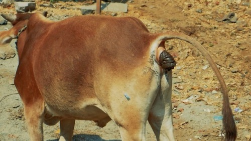 Beautiful cow shit! I love seeing cows popping.❤️ I hope one day I’ll have the chance to play 