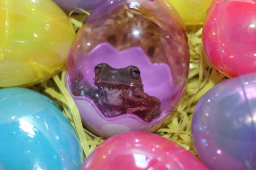 froglogblog:Hoppy Easter from the frog blog.  