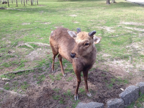 Why Did it Take You So Long, Deer? I finally got to go to Nara Park! There really isn&rsquo;t much t