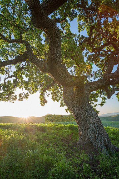 de-preciated: Morning In Danville (by Ryan Fernandez) Beautiful time of the year in California. The 