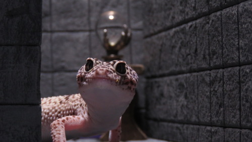 @confirmedgeckos Is Sending A Dragon Our Way! Luckily We Don't Have Any Meat On Our Bones!