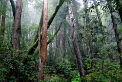 steepravine:  Redwoods, Oaks And Bays For Days (Mount Tamalpais, California - 4/2014)