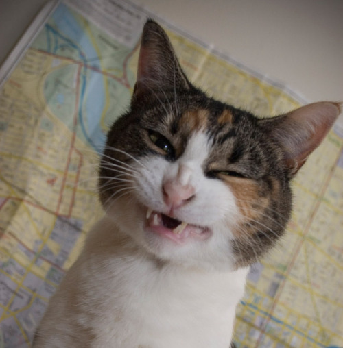 tastefullyoffensive:  Cats About to Sneeze [x]Previously: Cats Taking Selfies 