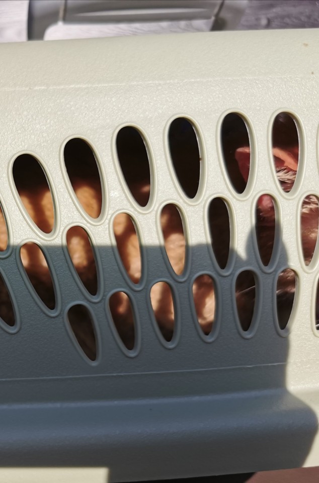 You can just see a bits of orange fur and part of Nick's ear through the air holes in the cat carrier. 