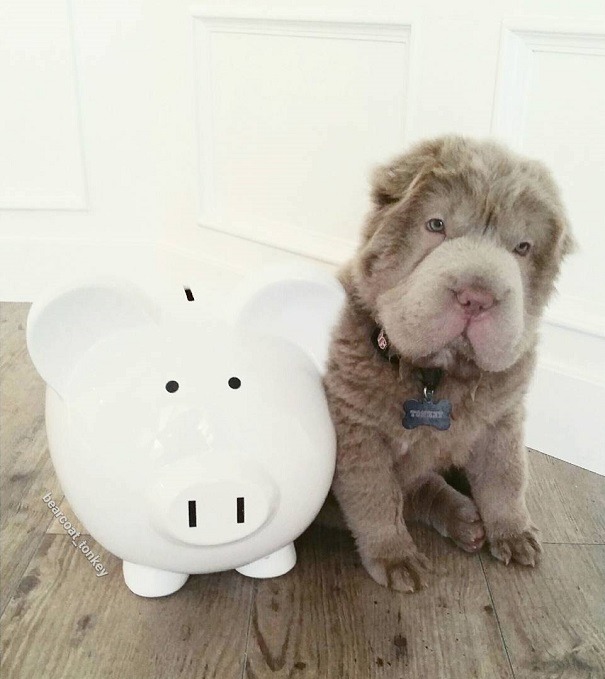 mymodernmet:  Meet Tonkey, an Adorable Shar-Pei Puppy That Looks Like a Cuddly Teddy