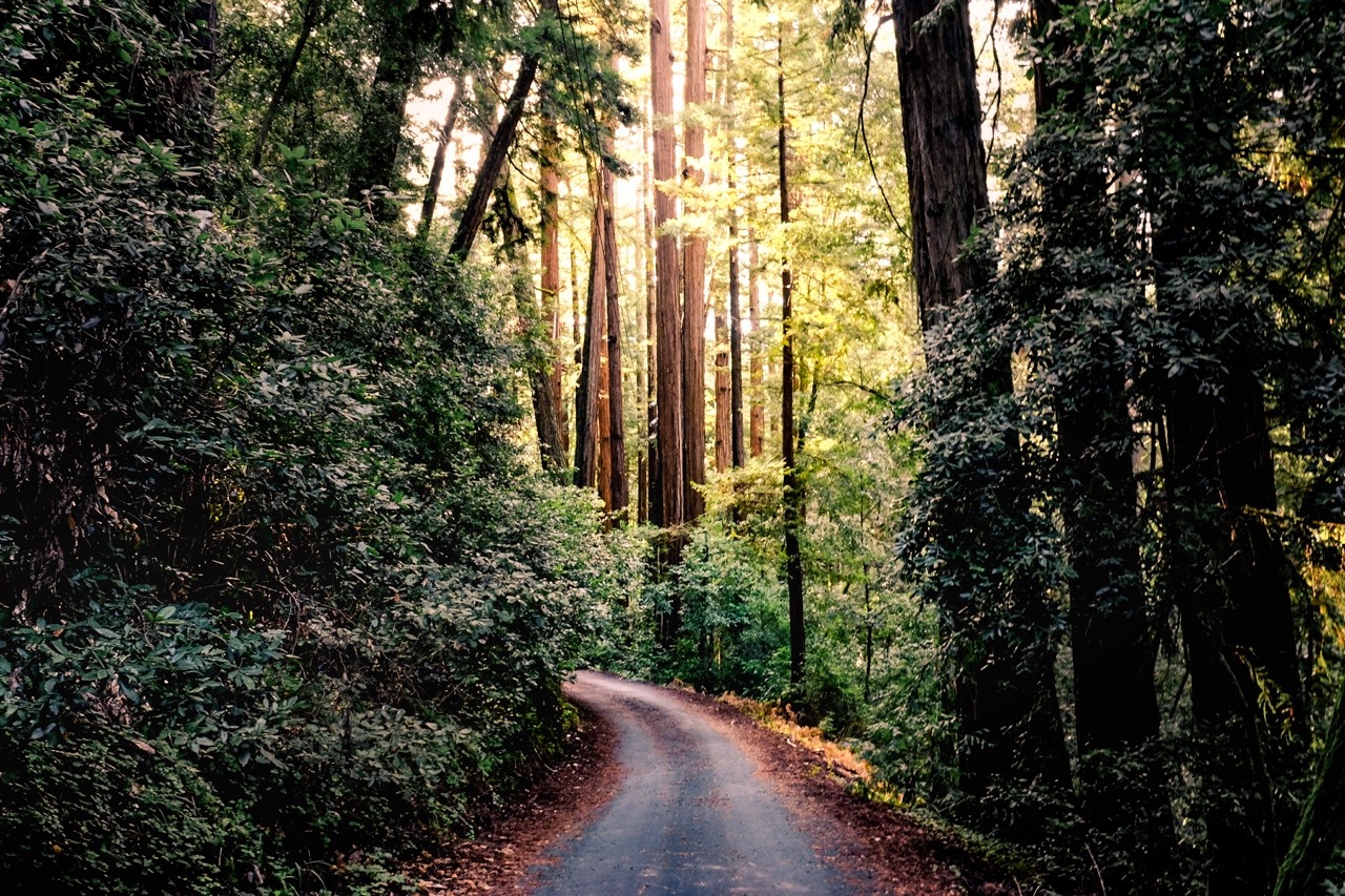 northwezt:
“Portola Redwoods | CA
Ig: Bestnorthwest
”