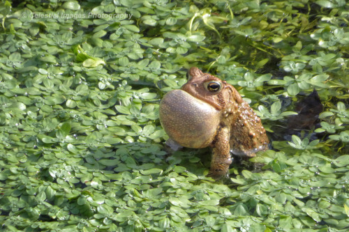 celestialmacros:Ribbit!  (Well, they’re toads, so the sound was actually more of a low ru