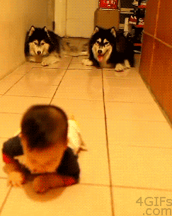 srsfunny:  Husky Dogs Imitating A Crawling Babyhttp://srsfunny.tumblr.com/ 