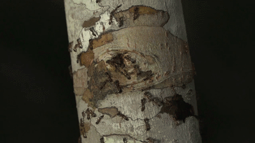 pbsdigitalstudios:  “The locals call this The Novice Tree, because there’s a